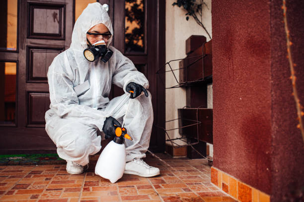 Attic and Crawl Space Rodent Treatment in Effort