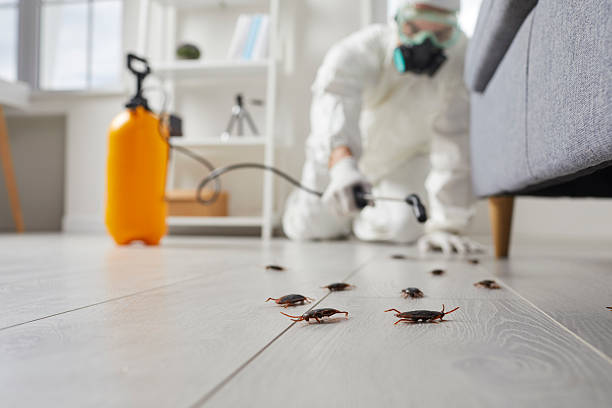 Commercial Rodent Management in Effort